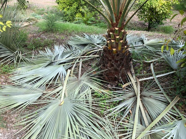 why-is-my-palm-tree-turning-yellow-or-brown