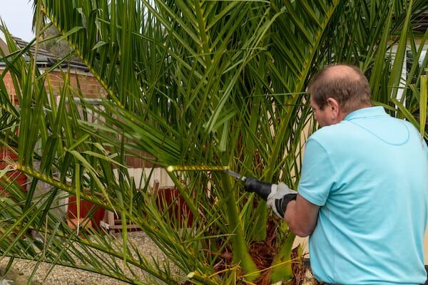 How To Trim And Prune A Palm Tree cropping how-to-trim-and-prune-a-palm-tree-cropping