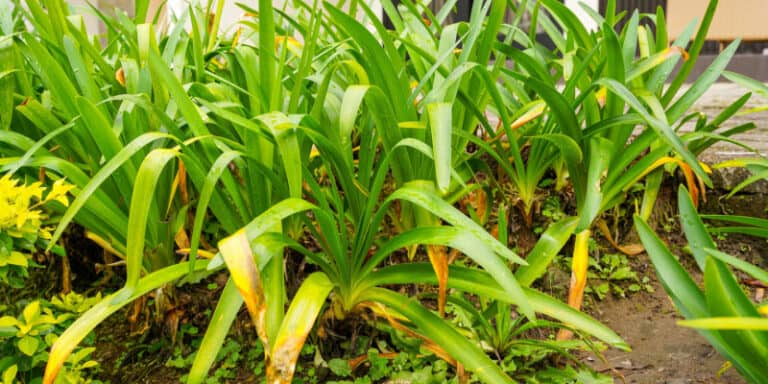 why are your agapanthus plant leaves turning yellow causes and solutions