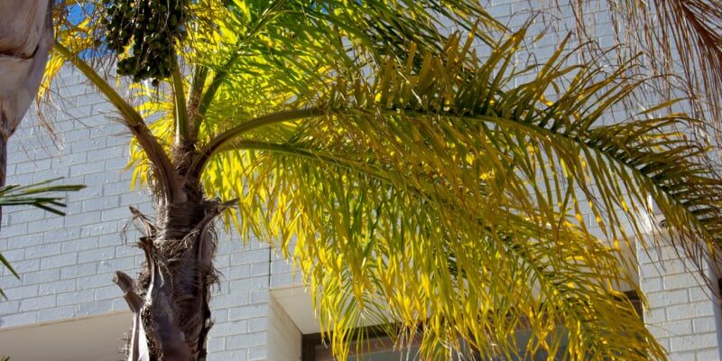 why-is-my-palm-tree-turning-yellow-or-brown