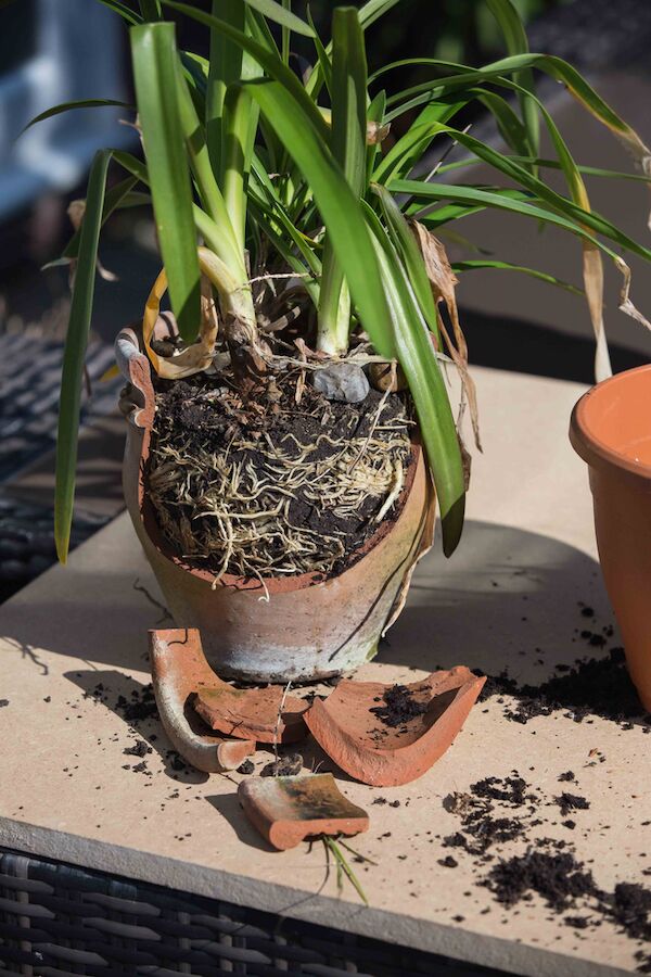 Growing Agapanthus in Pots Your StepbyStep Guide