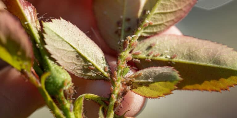 Identify And Treat Rose Pests And Diseases 