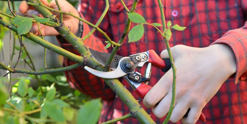 When and How to Prune Your Climbing Roses for Maximum Blooms